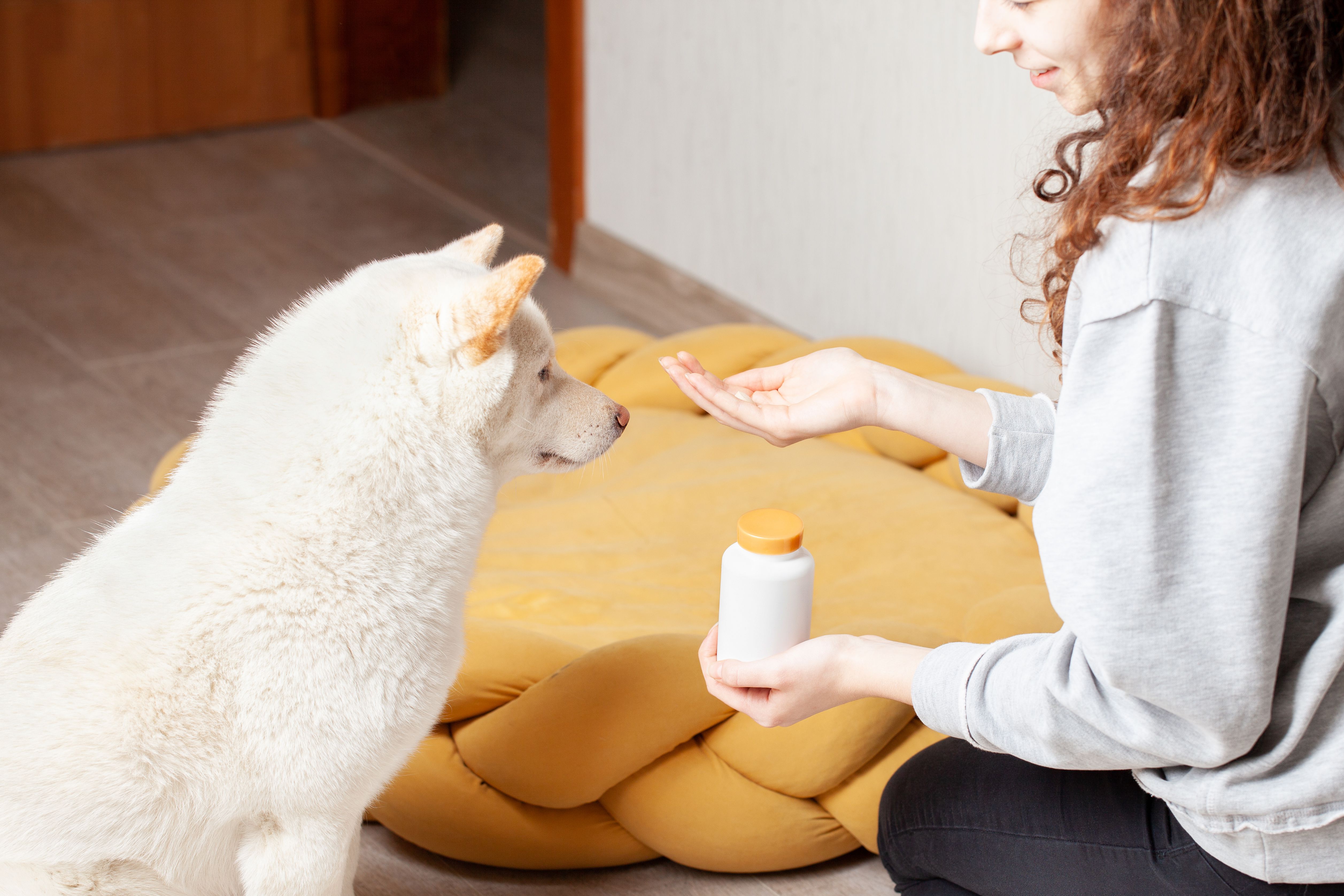 Woman gives white fluffy dog a pill