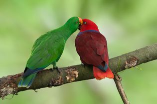 Eclectus Pair