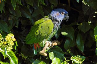 蓝色的鹦鹉。Pionus menstruus。南部和Ce