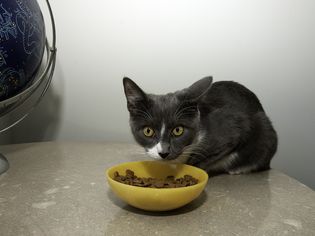 Cat eating from a yellow bowl filled with kibble displayed on a round table next to a large colorful globe