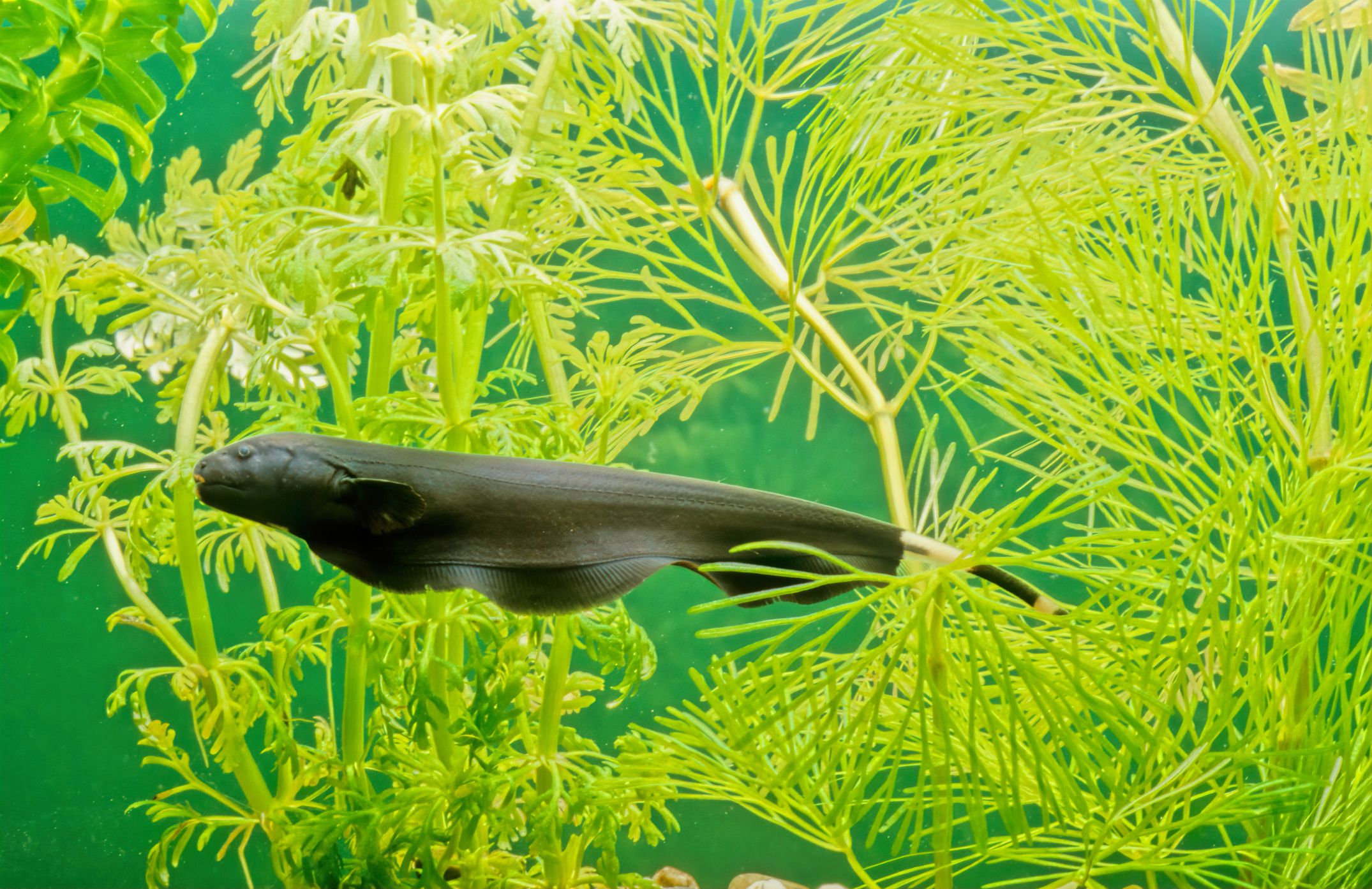 Black ghost knifefish in a planted aquarium