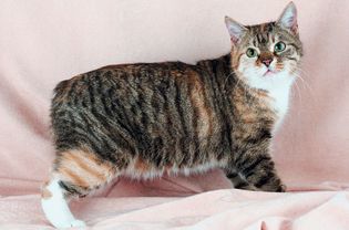 Standing side profile of a Manx cat