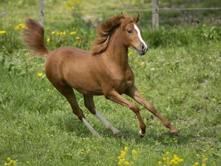 Yearling mare