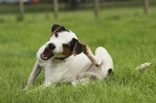 Jack Russell terrier (Canis lupus familiaris) scratching