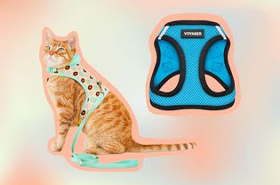 的8 Best Cat Harnesses