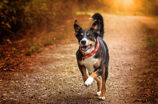 成年阿彭猎犬在小路上奔跑