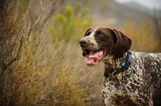 德国短毛猎犬在外面的灌木丛中