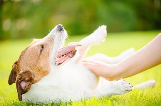 dog getting belly rubs in the sun