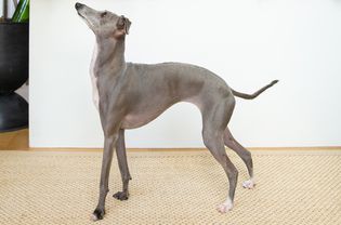 Italian Greyhound dog standing on a rattan rug