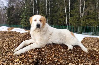 Central Asian Shepherd Dog lying on mulch.