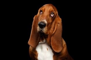 Basset Hound