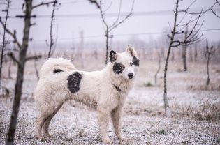 Yakutian莱卡犬