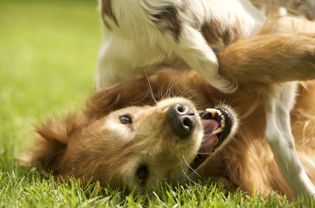 金毛猎犬和另一只宠物狗玩耍