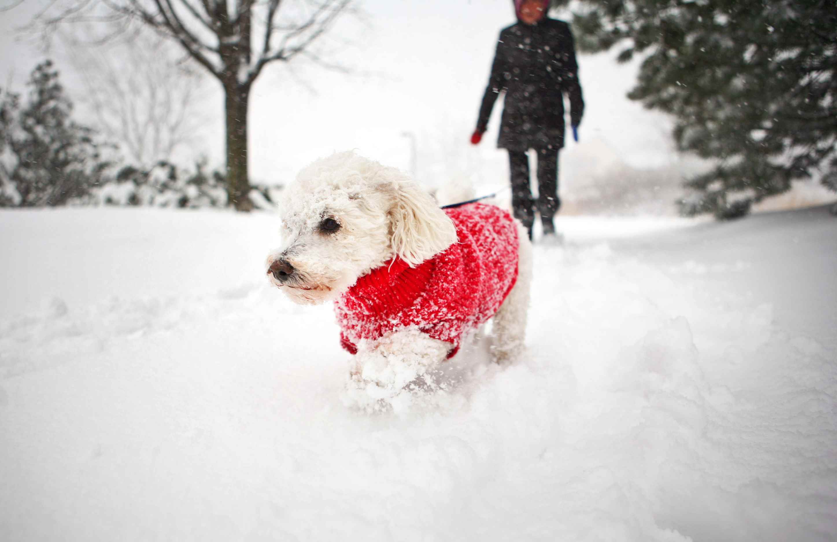 狗狗穿着红色的雪毛衣在外面的雪地里，它的主人在后面。