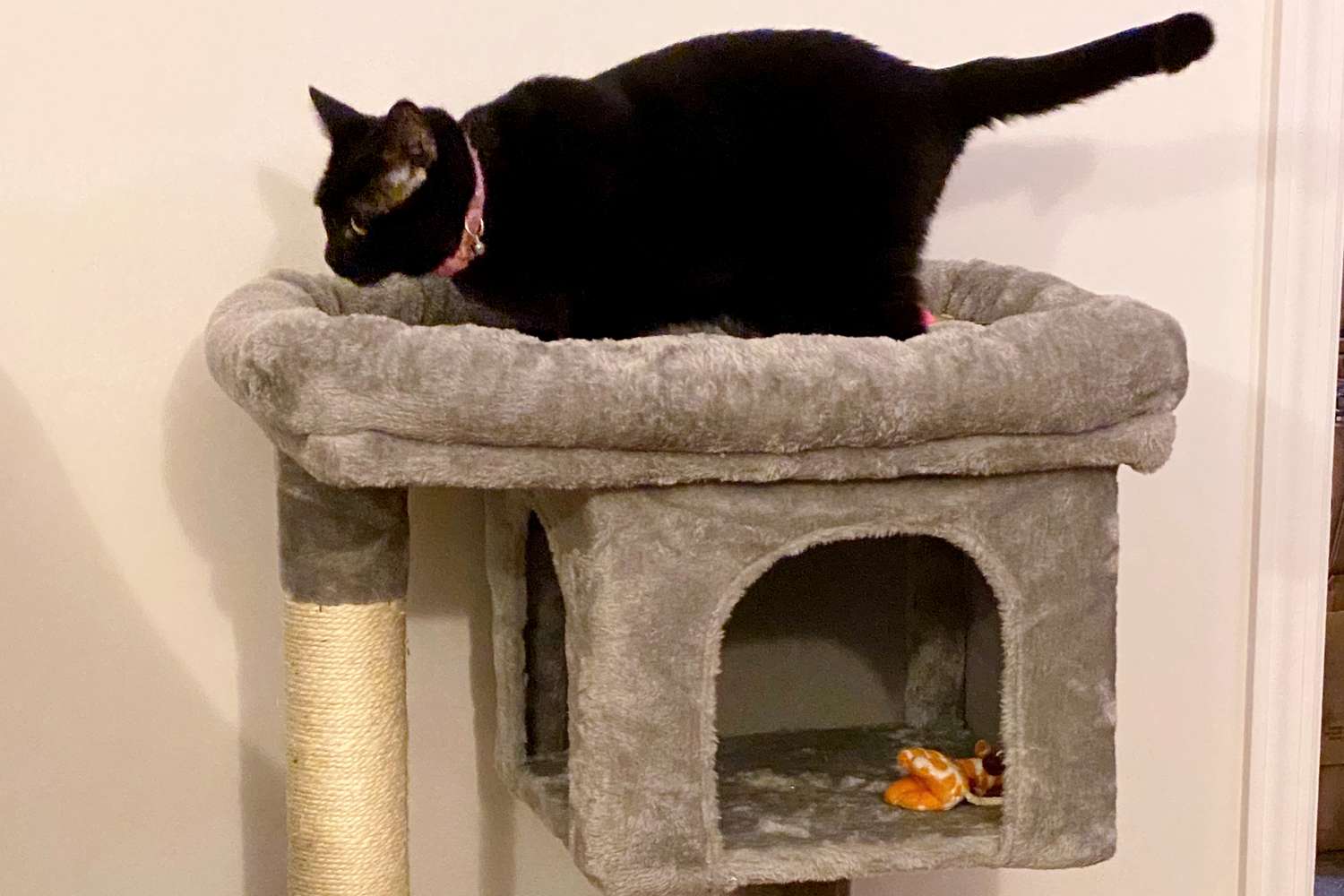 Close up of cat standing on top of Feandrea Cat Tree for Large Cats