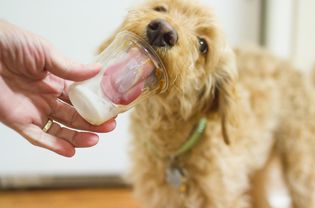 ice cream doggie treat