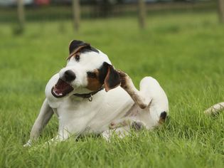 杰克罗素梗(Canis lupus familiaris)抓挠