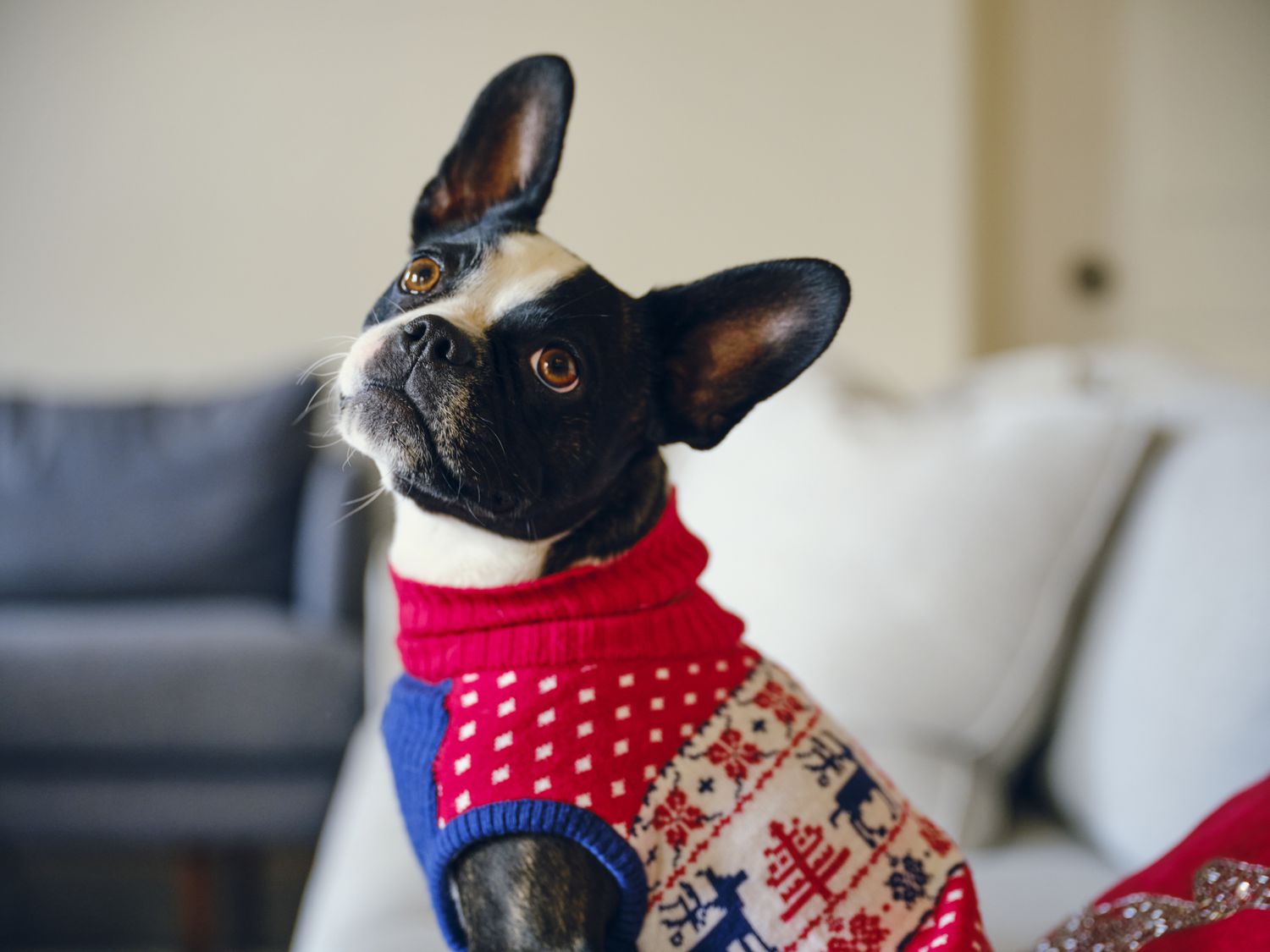 Dog Sweater