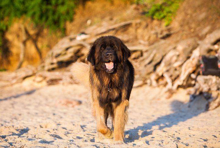 Leonberger