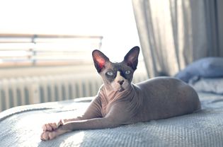 hairless cat