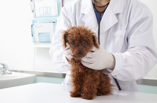 Vet examining dog