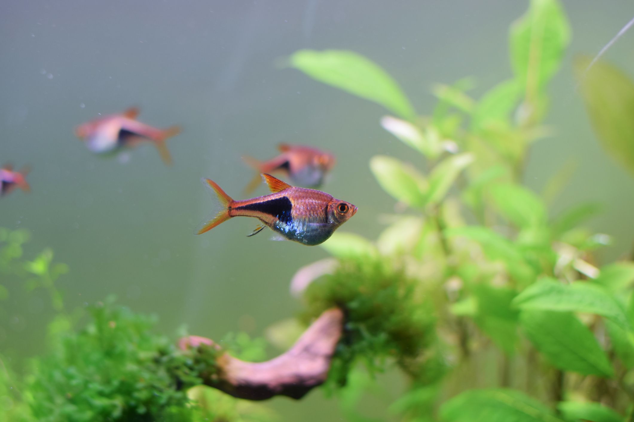 种植水族箱里的丑角蛇群