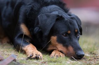 Beauceron