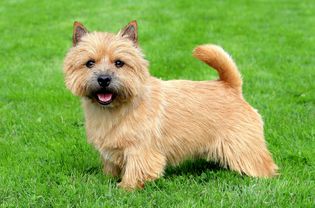 norwich terrier posing in green grass