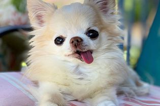 A fluffy white chihuahua with his tongue out.