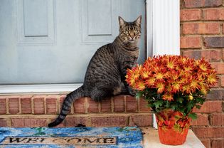 cat and chrysanthemums