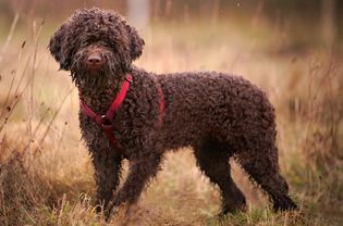 Standing side profile of a Lagotto Romagnolo dog