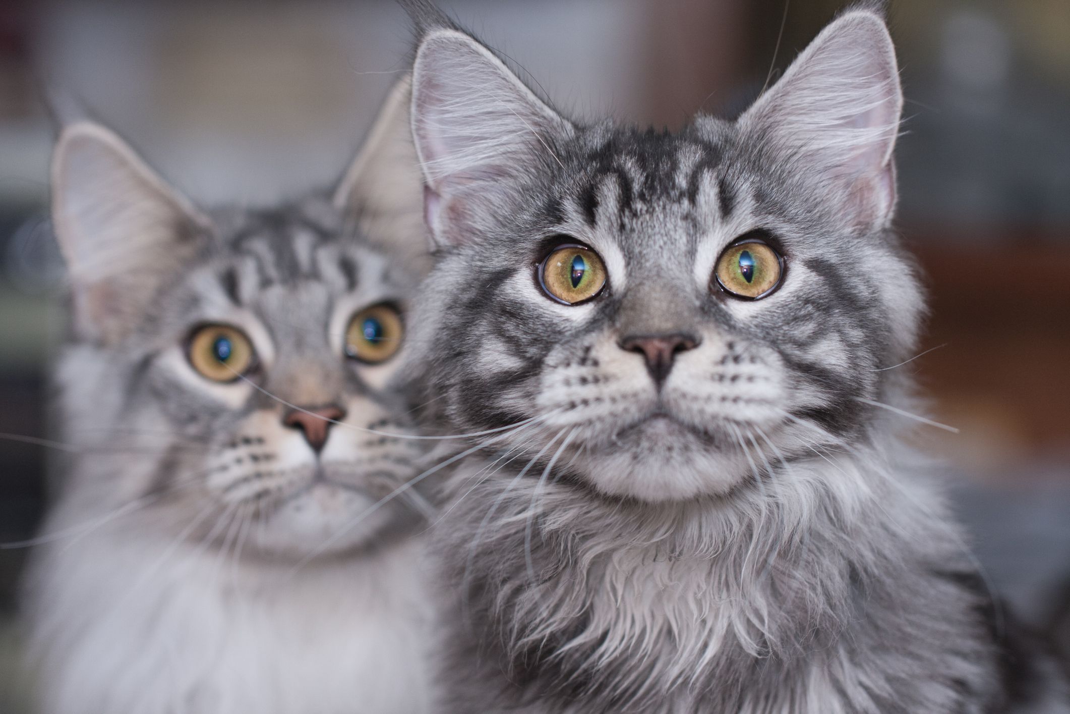 Two gray and white main coon cats