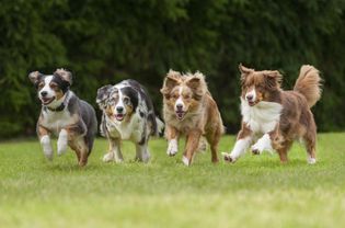 four dogs running in a row