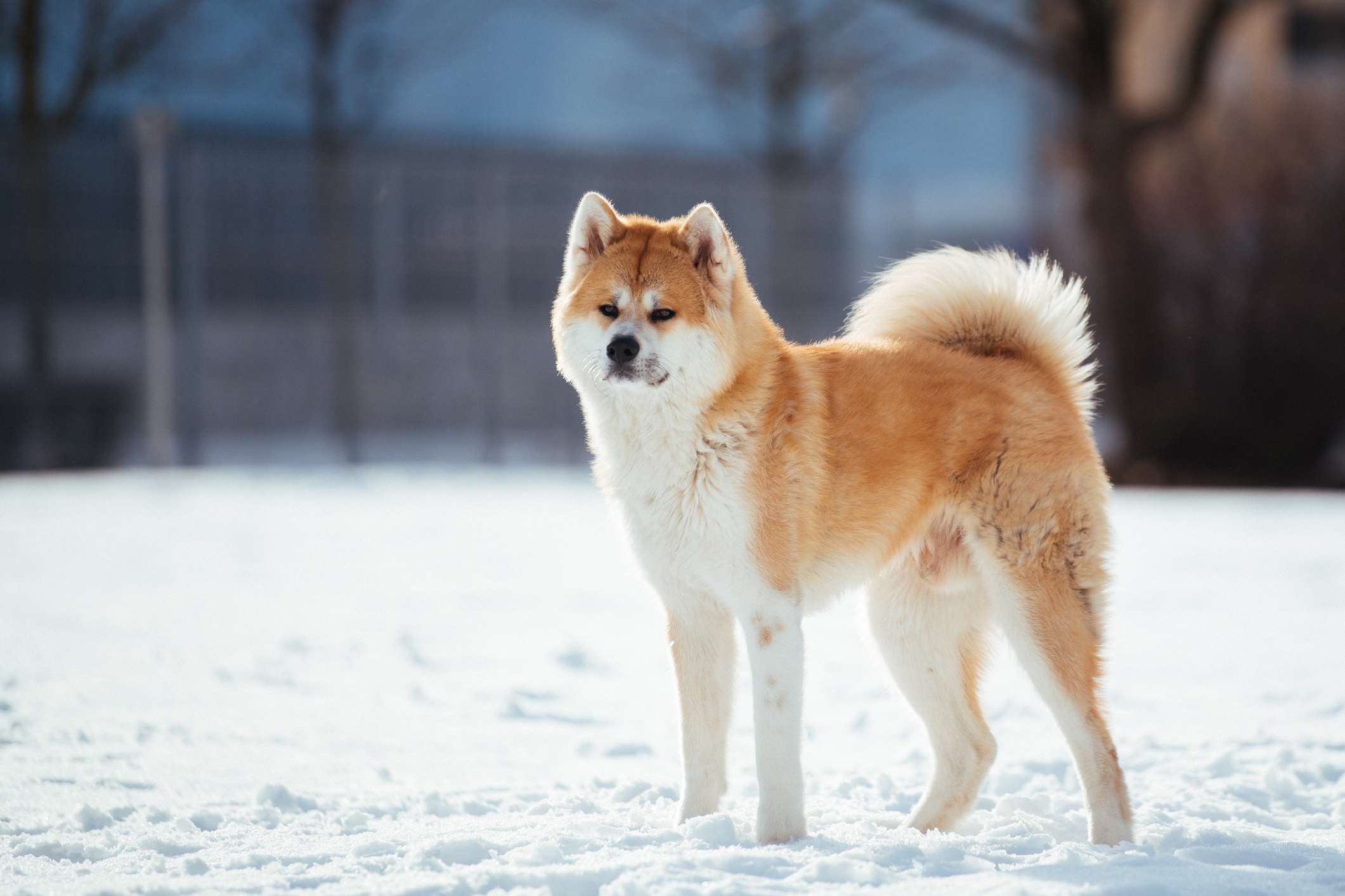 阿塔在雪里