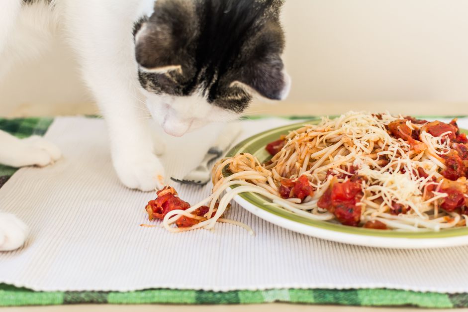 猫在玩一盘意大利面