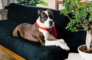 Trained pit bull dog properly laying down on couch