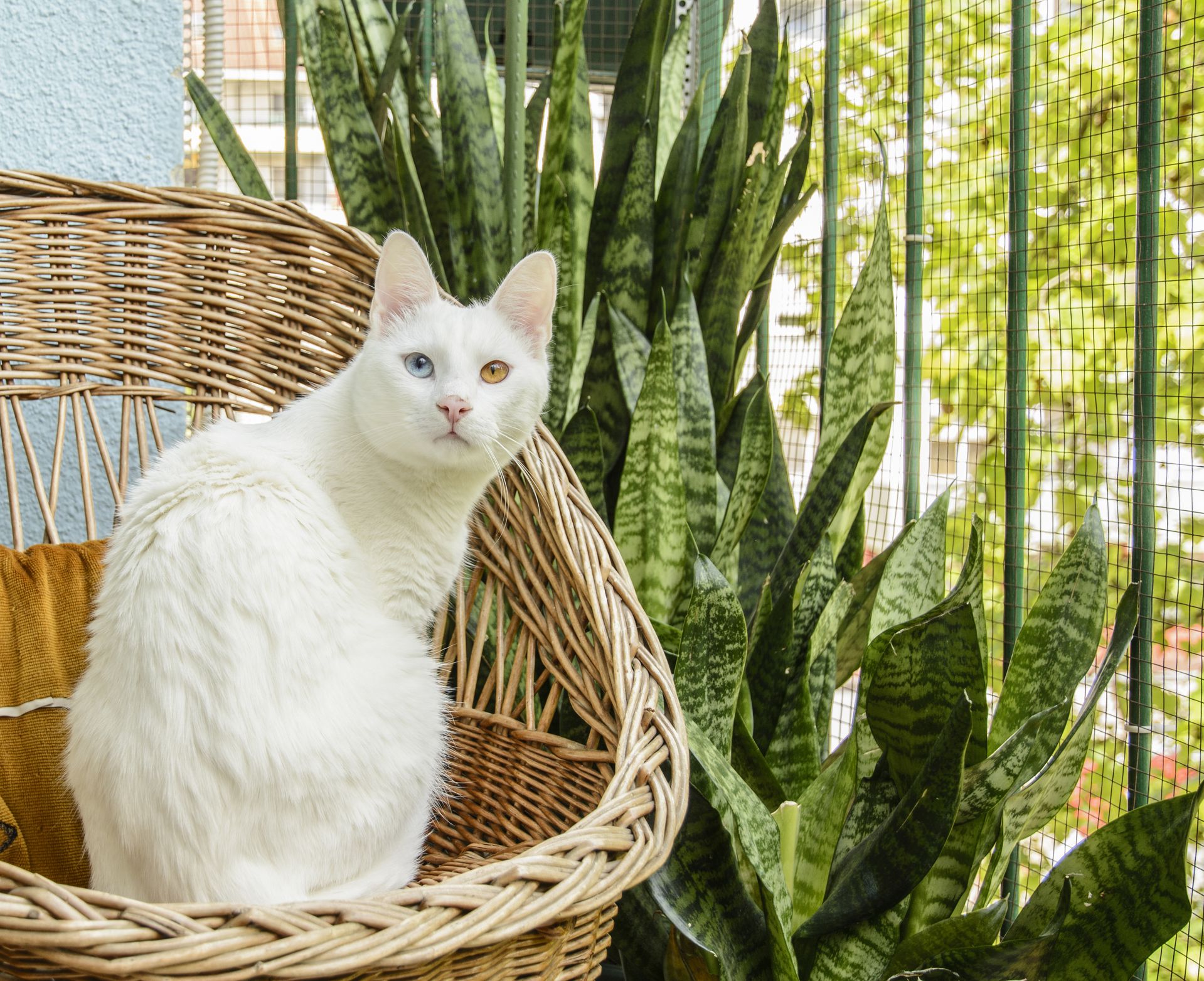 white cat with snake plant Sansevieria / Dracaena trifasciata