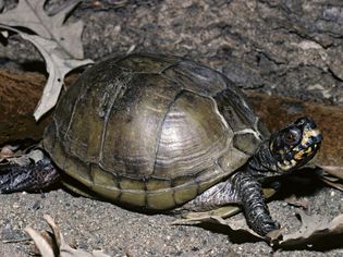 Three-toed Box Turtle, Terrapene carolina triunguis, central USA