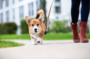 用皮带牵着的柯基犬