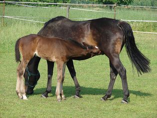 Nursing foal