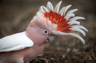 Major Mitchell Cockatoo