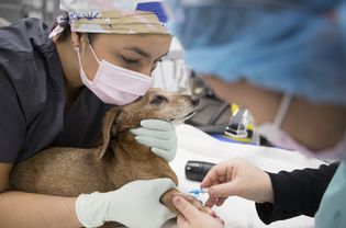 Veterinarian injecting small dog in a clinic