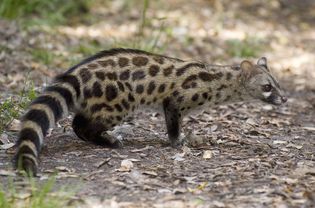 Genet