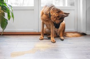 Dog sitting next to a puddle of urine