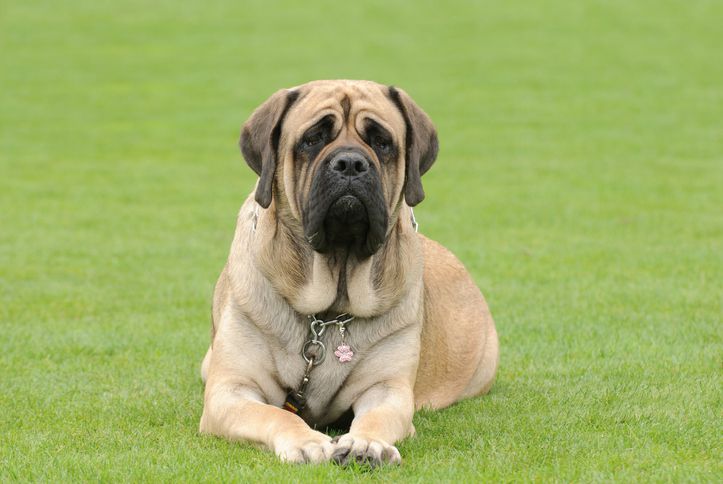 Mastiff