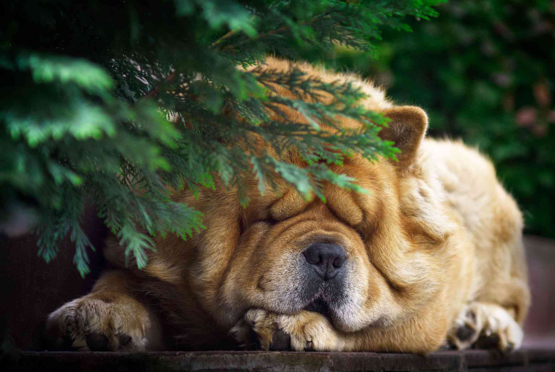 棕色的松狮犬在睡觉