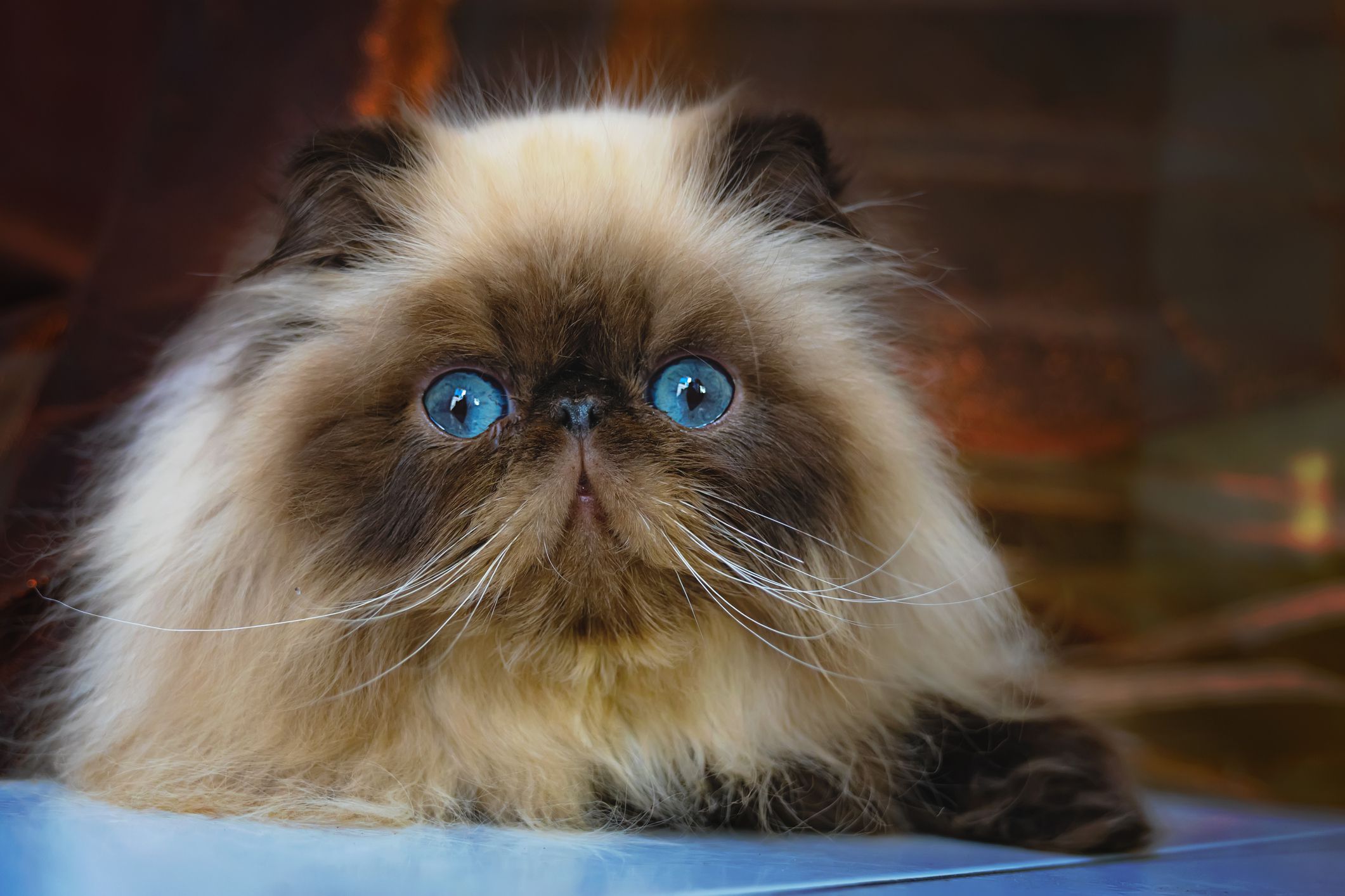 Himalayan Persian cat