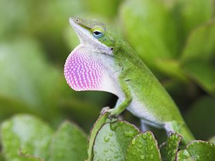 Green anole lizard