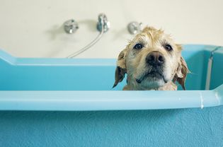 Golden retriever dog in bath