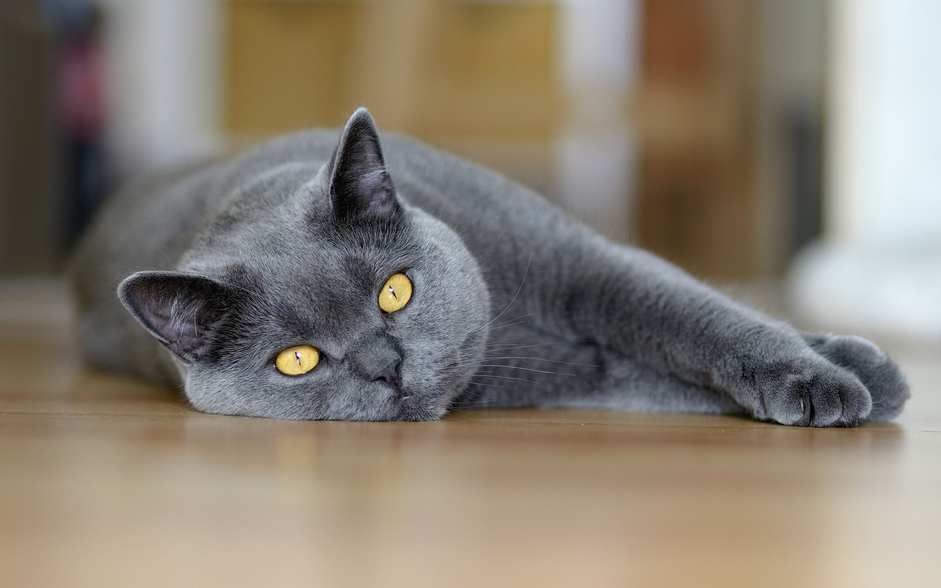 Chartreux cat